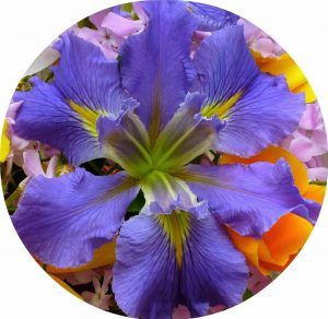 como-hacer-gelatina-artistica-flor-morada-1