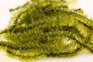 Haciendo gelatina de alga con frutas